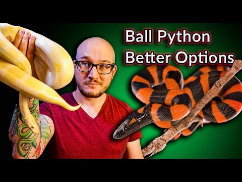 DO NOT Get A Ball Python! These Snakes Are Better | Top 5 SURPRISING Ball Python Alternatives