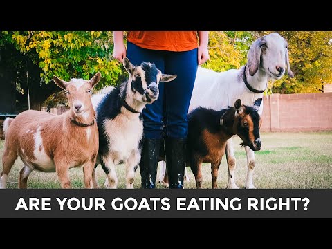 , title : 'A Simple Guide to Feeding & Caring for Goats (+ meet our goats!)'