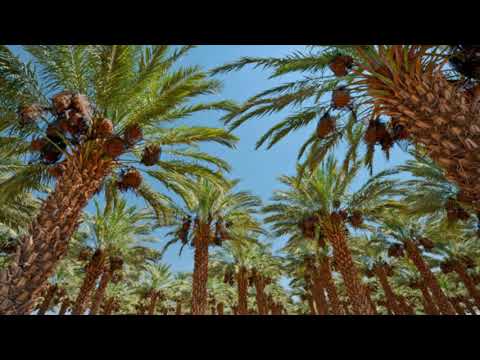 מזמור שיר ליום השבת (תהילים צב) | A Psalm for Shabbat (Psalm 92)