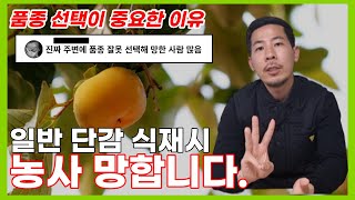 태추 단감을 심어야 하는 이유 3가지! (감나무 고르는 방법까지 알려드립니다!)