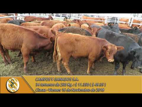 16-11-18 Venta de Machos - Campos y Ganados S.A. - Claraz