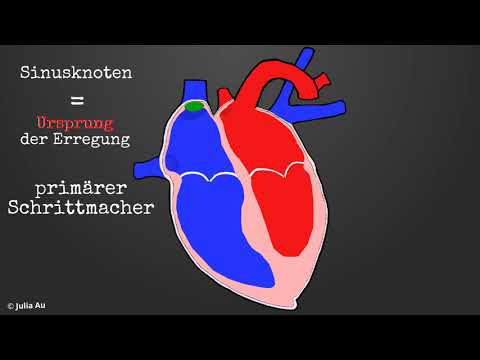 Die Funktion des Herzens 4 - Erregungsleitung