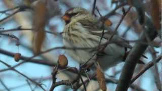 Même le chant d'un oiseau ... observations novembre 2012