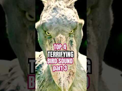 Don’t mess with this bird! #animals #birds #birdsounds