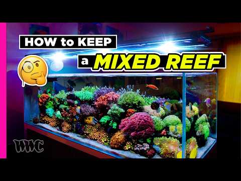 Expert Tips With MidnightReef | Unlock Mixed Reef Success