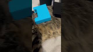 Building a simic deck with kitty! #simic #mtg #cards #magicthegathering #magicthegatheringcommunity