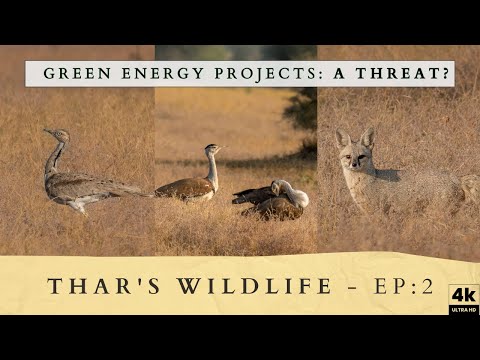 The Hidden Cost of Modern Solutions: Wildlife vs. Renewable Energy | 4k | Rare Bird Sighting