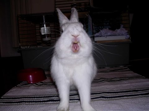 Blu coniglio nano: sbadiglio - yawn - 打哈欠 - あくび - 하품 - تثاءب