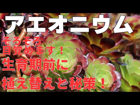 園芸 タブリフォームアエオニウム
