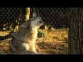 Mexican Wolves Howling Cincinnati Zoo