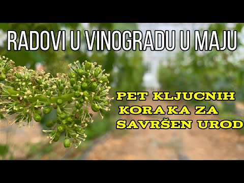 Radovi u vinogradu u maju. Pet kljucnih koraka za savrsen urod.