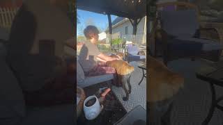 Video preview image #1 Mutt Puppy For Sale in Spotsylvania, VA, USA