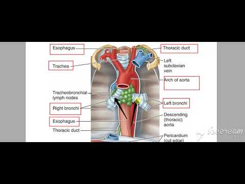 Esophagus relations 4