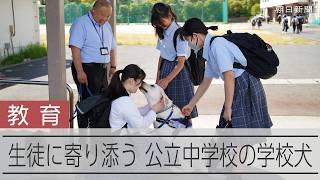 公立では珍しい学校犬「ドルチェ」、生徒に寄り添う　千葉・浦安の中学校