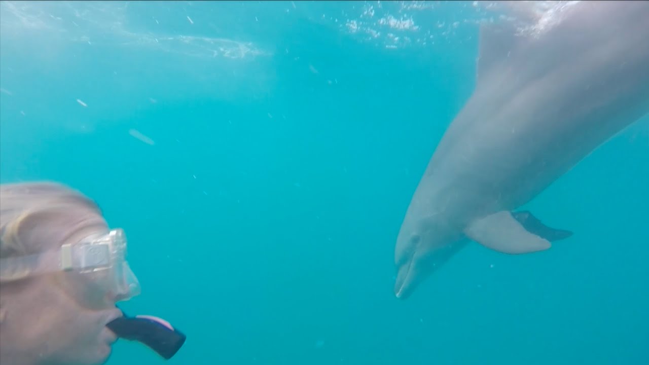 We SWAM with DOLPHINS! Sailing the Spanish Virgin Islands - Adventure 07 (Sailing Around the World)