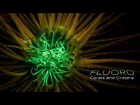 4k Lembeh Strait | Fluoro Corals and Critters