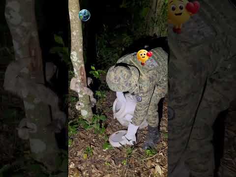 Bicho-Preguiça é resgatado e devolvido ao habitat natural #animals #animais #brasil #noticias #pets