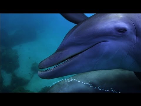 תיעוד של דולפינים משתמשים בסמים