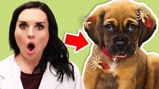 Can you get head lice from your pets?