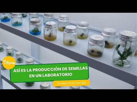 , title : 'Así es la producción de semillas en un laboratorio - TvAgro por Juan Gonzalo Angel Restrepo'