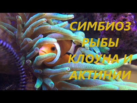 Симбиоз рыбы клоуна и актинии