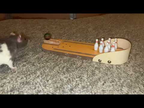 Some bowling fun with my pet rats Cookie and Blueberry!