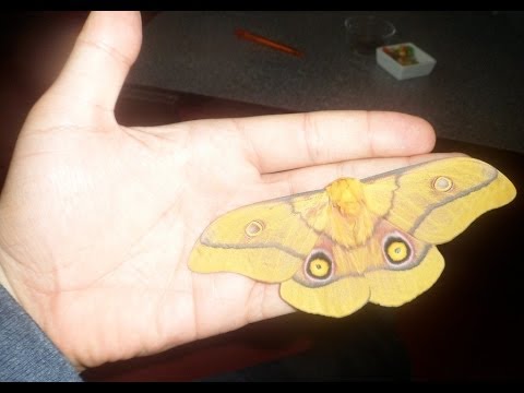 African silkmoth (Gonimbrasia krucki) (HD 1080)