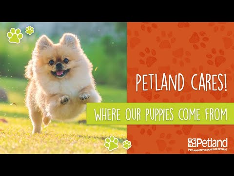 Want to see where our puppies come from?