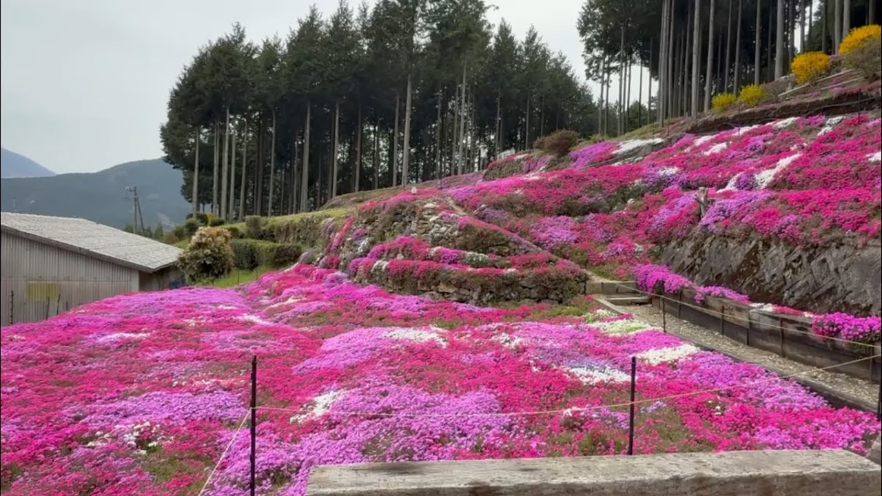 2026/04/06　超超超超超撮り頃です！　中津芝桜の畑　その３　〜愛媛県久万高原町〜