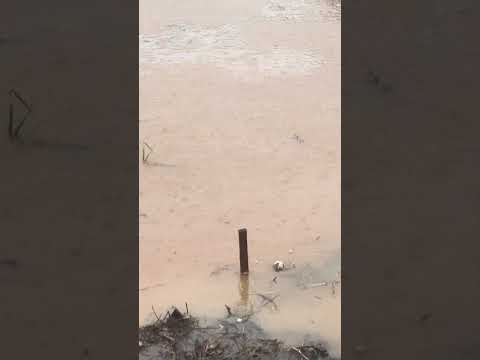 Chuva em sulina sudoeste do Paraná #viral