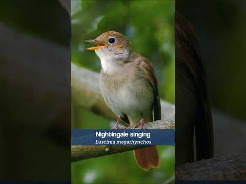 The Nightingale's song is becoming rare in the UK #shorts