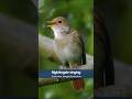 The Nightingale's song is becoming rare in the UK #shorts