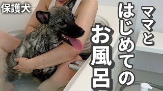 【️保護犬】家族みんなお風呂の日。いとは初めての湯船🛁