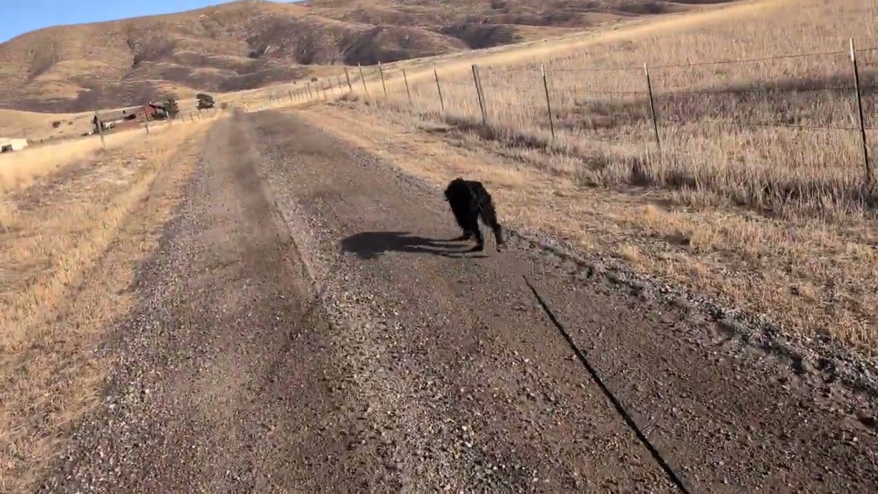 Dustin, a ADOPTABLE mixed breed in Boerne, TX video 6/6