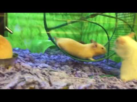 Hamster Has Epic Fail on Running Wheel
