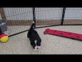 Mini Bernedoodle dogs for sale: Noelle - Video 1