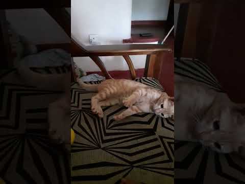 play ❤️❤️ #shorts