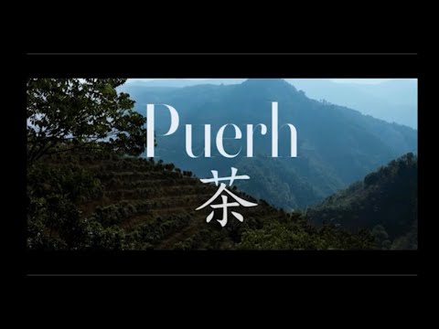 CHINESE PUERH TEA. How is PuErh tea made? - Everything you need to know. (THE TRADITIONAL WAY)