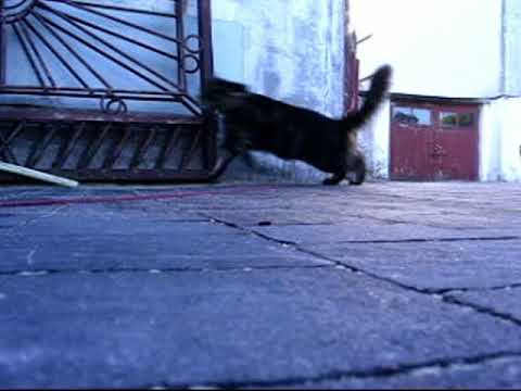 polowanie na szczura