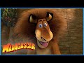 DreamWorks Madagascar | Alex is a hungry lion | Madagascar | Kids Movies