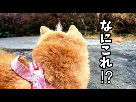 youtube-動物記事1970/01/01 09:00:00