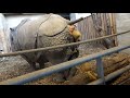 Pooping Rhino