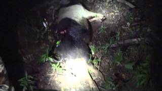 preview picture of video 'First Hog Bowhunting'