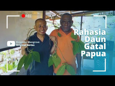 DAUN GATAL PAPUA