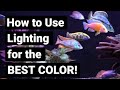 Best Aquarium Lighting For Fish Color