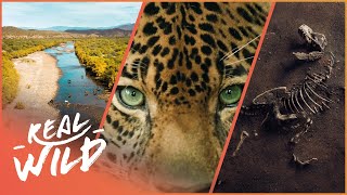 YouTube search query "habitat fragmentation impact on biodiversity"