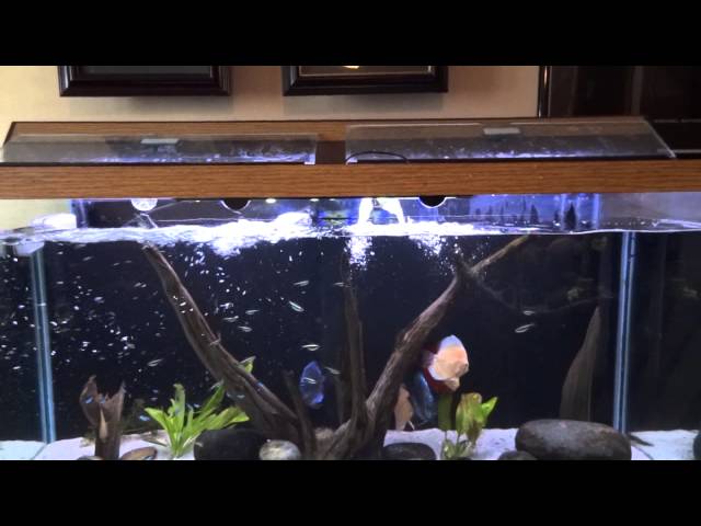 Plant Question and 1st Water Change on the Discus Tank