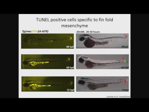 R Lalonde: Regulation of actinodin1 in embryonic fins via tissue-specific cis-acting regulatory elem
