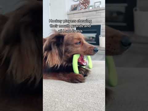 Brady Tkachuk impersonation? 😜 #hockey #mouthguard #hockeymom #bradytkachuk #hockeyplayers #chewy