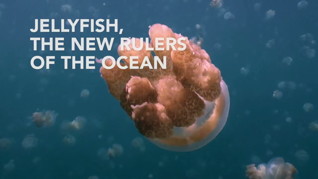 Jellyfish, the new rulers of the ocean - Trailer